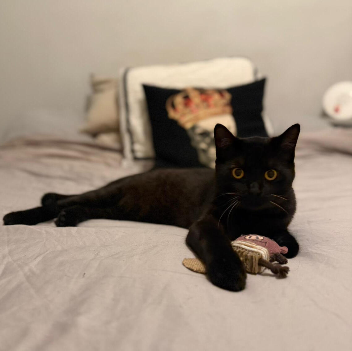 My black goblin cat